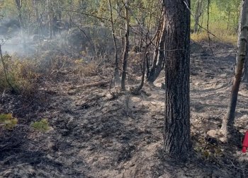 Последствия пожара в лесу