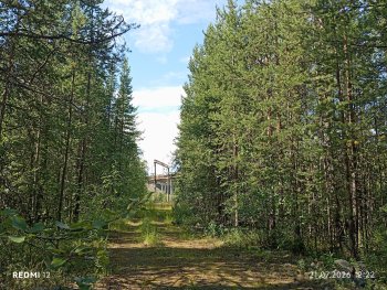лес в Мурманской области