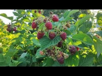 Кусты и ягоды малины.