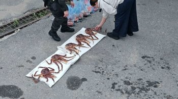 Камчатский краб.