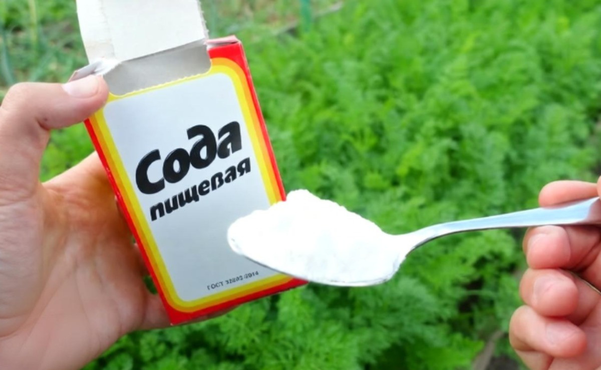 Сода на грядки