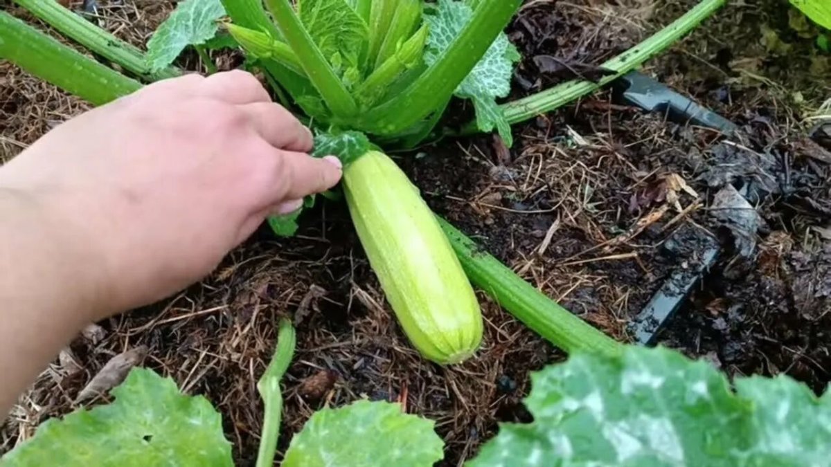 Кабачки на грядке.