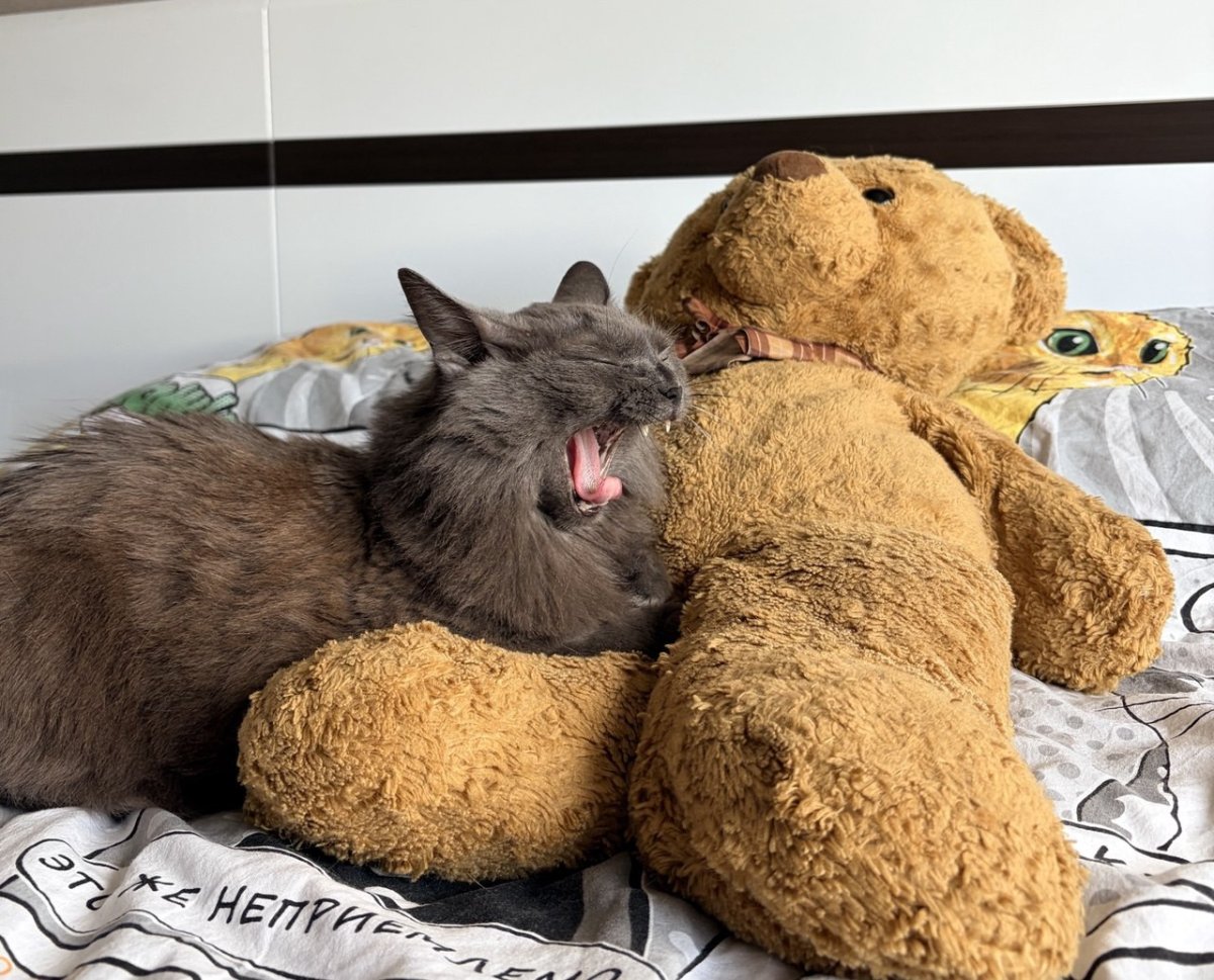 Кошка зевает.