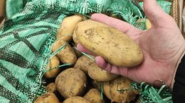 Хранение картофеля