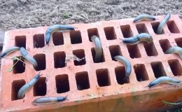 Слизни в ловушке из кирпича.