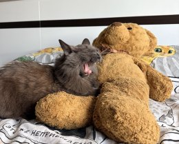 Кошка зевает.