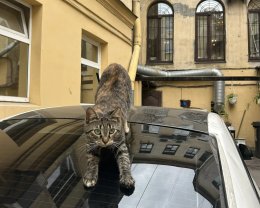 Кошка
