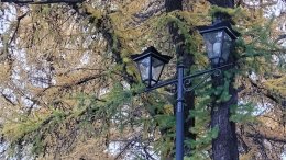 Ветки лиственницы и уличный фонарь в Мурманске