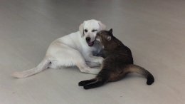 Кошки и собаки дома