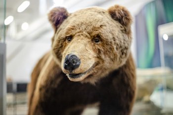 чучело медведя в музее