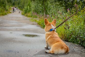 корги на поводке