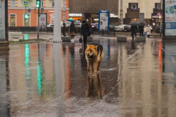Мокрая собака под дождём