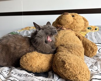 Кошка зевает.