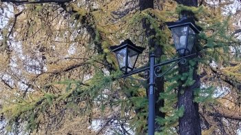 Ветки лиственницы и уличный фонарь в Мурманске