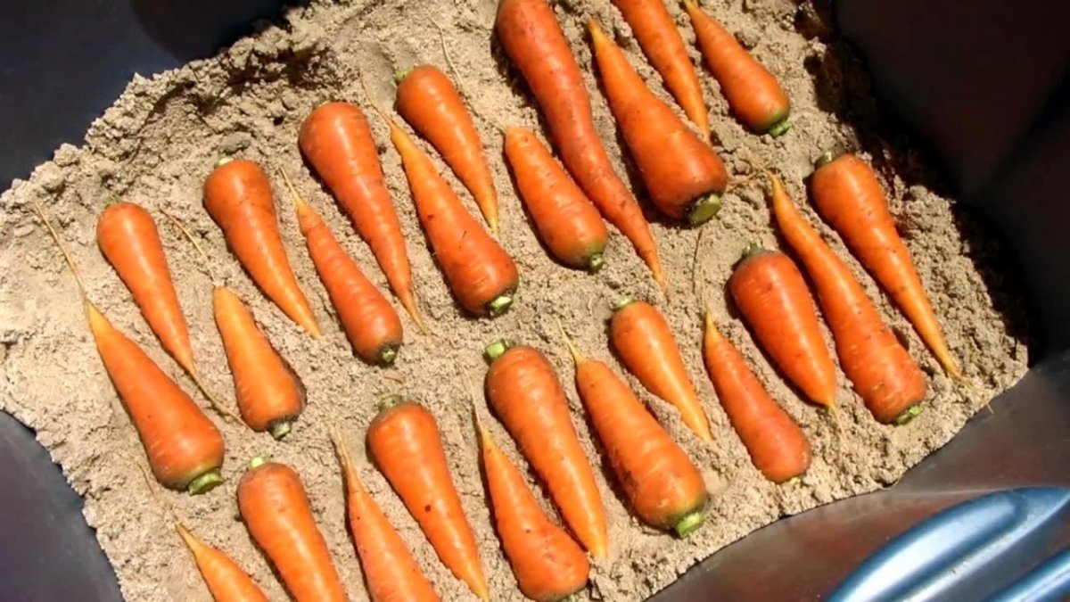 Хранение моркови