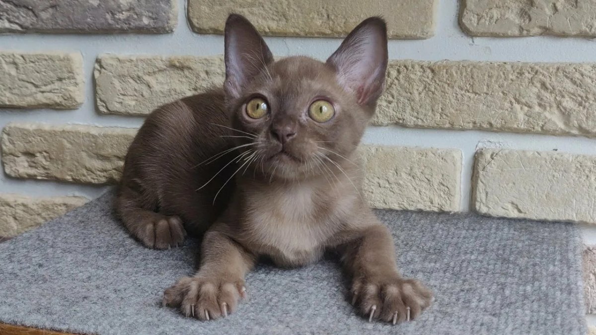 Бурманский кот