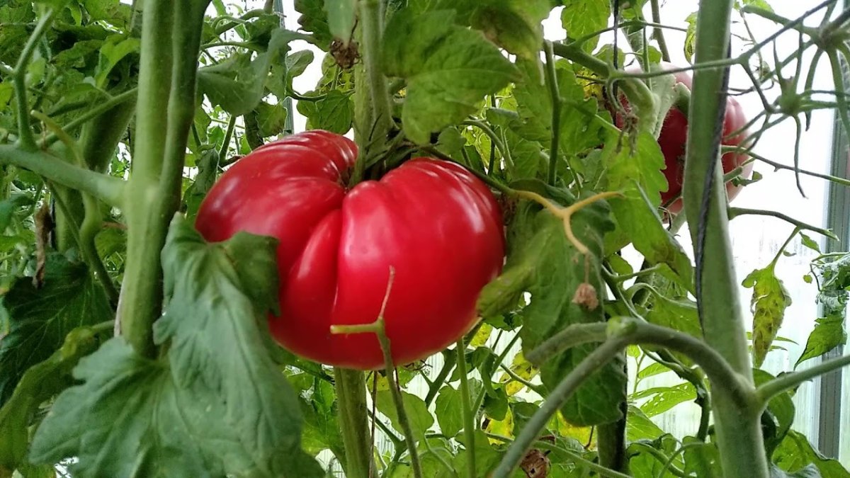 Томаты-гиганты