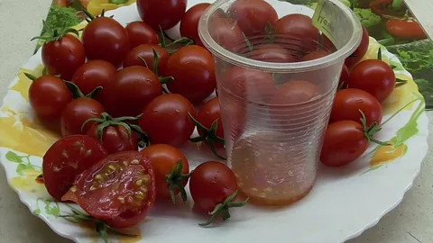 Заготавливаем семена томатов