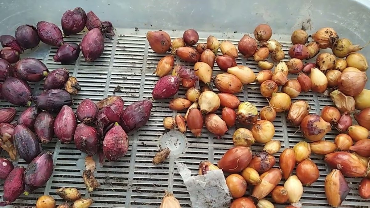 Лук