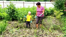 Женщина с внуком сеет сидераты на даче