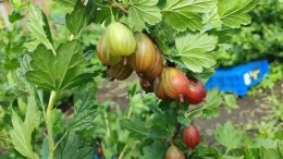 Куст крыжовника