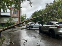 Упавшее дерево во дворе