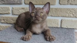 Бурманский кот
