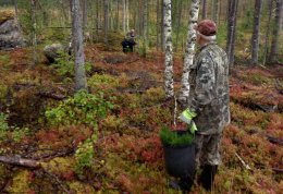 Посадка сеянцев сосны в Мурманской области