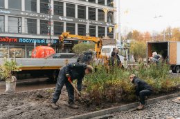 Посадка саженцев и растений вдоль проспекта Ленина в Мурманске