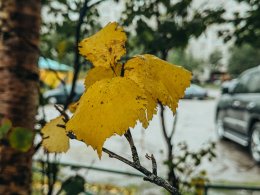 жёлтые листья осенью