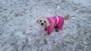 собака на тротуаре, посыпанном солью
