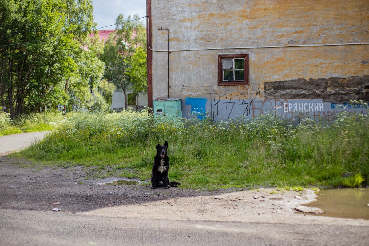 бездомная собака