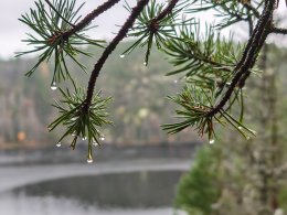 Капли на иголках сосны.