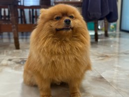 Собака.
