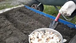 Посадка чеснока осенью