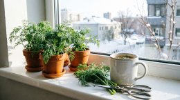 Укроп на подоконнике круглый год.