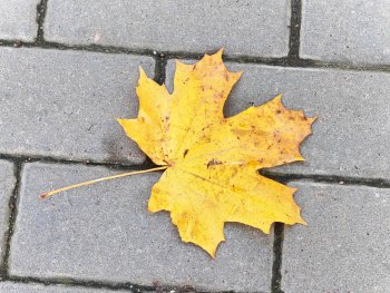 Кленовый лист.