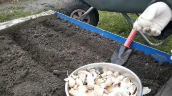 Посадка чеснока осенью