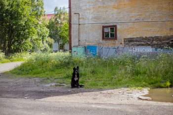 бездомная собака